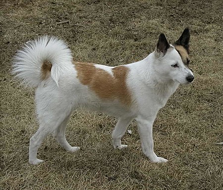 Tập_tin:Nordic_Spitz.jpg