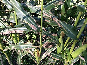 Northern corn leaf blight.JPG