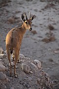 Nubian Ibex (Capra nubiana), Ein Gedi nature reserve, The Judean desert, Israel.jpg