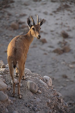 Kozorožec nubijský v izraelské přírodní rezervaci Ejn Gedi v Judské poušti