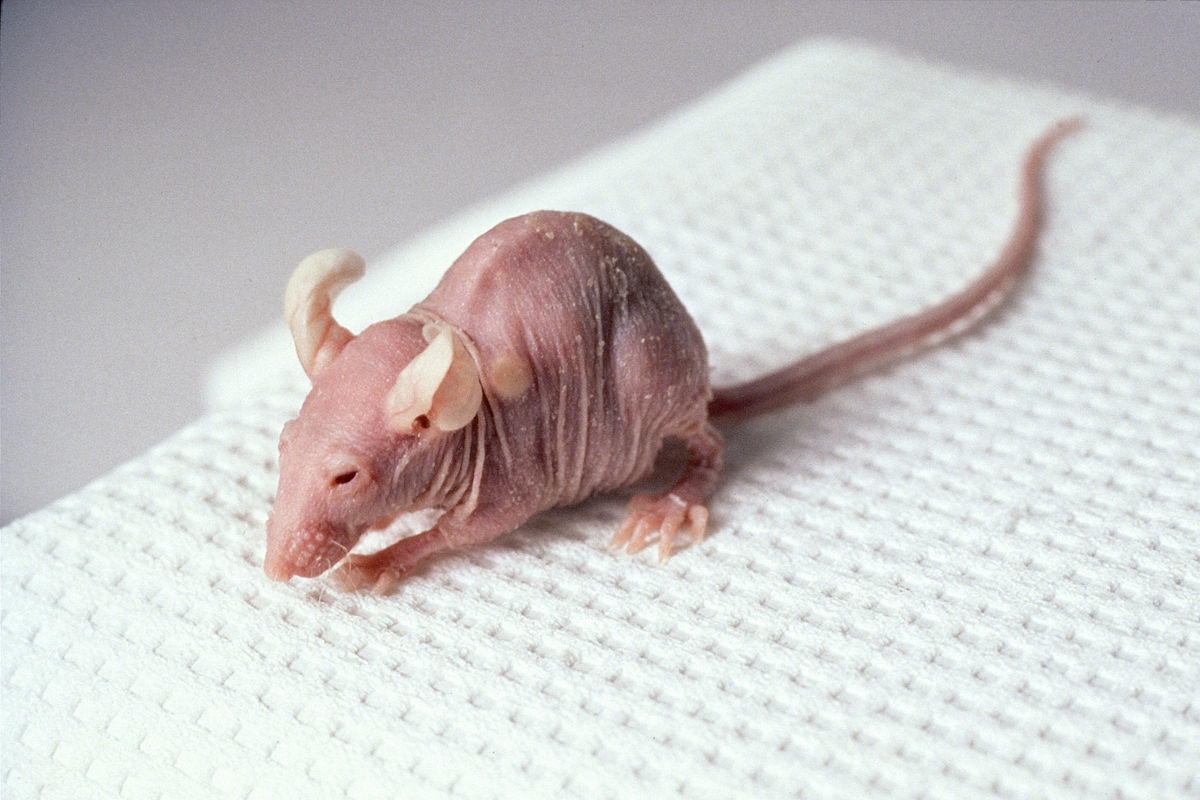 File:Nude mouse (1).jpg - Wikimedia Commons