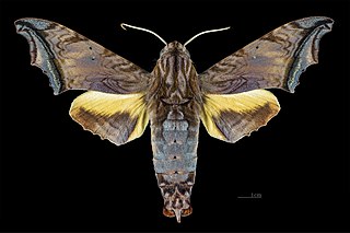 <i>Nyceryx</i> Genus of moths