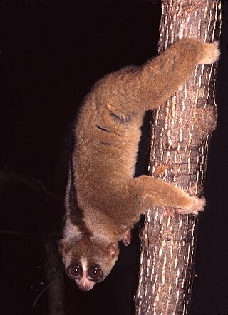 <span class="mw-page-title-main">Sunda slow loris</span> Species of primate found in South East Asia