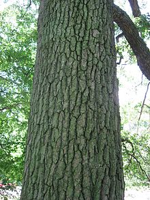 Trunk of a mature Nyssa sylvatica tree NyssaSylvaticaTrunk.jpg