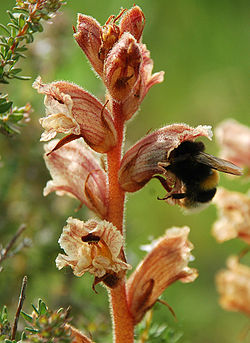 OROBANCHE TEUCRII ET BOURDON.jpg