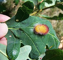 Eiche Igel gall.jpg