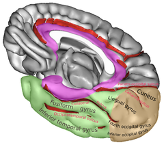 Gyri and sulci of occipital and temporal lobe.