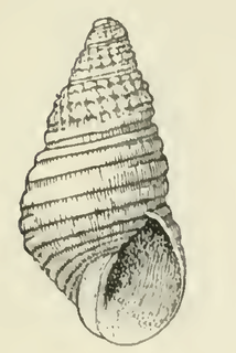 <i>Odostomia dicella</i> species of mollusc