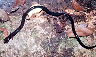 <i>Oedipina taylori</i> Species of amphibian