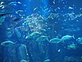 Oga Aquarium.jpg