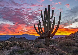 330px-Old_growth_Saguaro_Cactus_at_Sunrise_Near_Phoenix_AZ.jpg