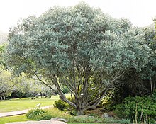 Mature tree in Cape Town, South Africa. Olea europaea cuspidata-africana Cape Town.JPG