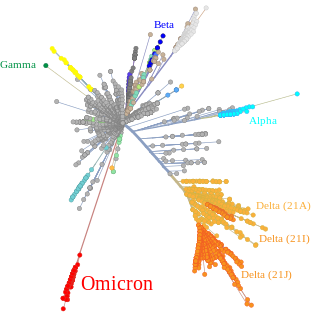 Omicron variant and other major or previous variants of concern of SARS-CoV-2 depicted in a tree scaled radially by genetic distance, derived from Nextstrain on 1 December 2021 Omicron SARS-CoV-2 radial distance tree 2021-Dec-01.svg