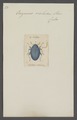 Oocyanus - Print - Iconographia Zoologica - Special Collections University of Amsterdam - UBAINV0274 037 04 0005.tif