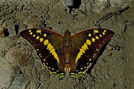 Dorsal view