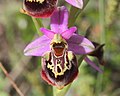 Ophrys × homeri