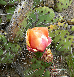 Kalninė opuncija (Opuntia phaeacantha)