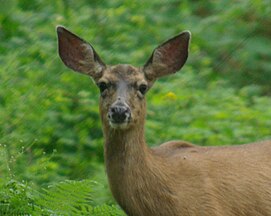 OregonBlacktailhead.jpg