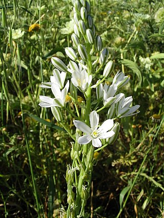 <i>Ornithogalum narbonense</i> Species of flowering plant