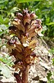 Distelbremraap (Orobanche reticulata)