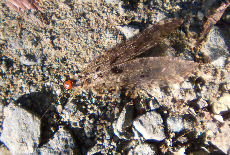 File:Osmylus fulvicephalus 02.jpg