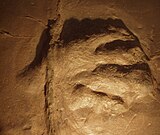 Fossil from Dinosaur State Park and Arboretum of the Late Triassic-Middle Jurassic sauropodomorph dinosaur footprint ichnogenus Otozoum Otozoum tracks cropped.jpg