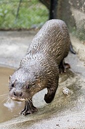 This hairy-nosed otter is leaning weight onto its webbed foot. Otter from Cambodia.jpg