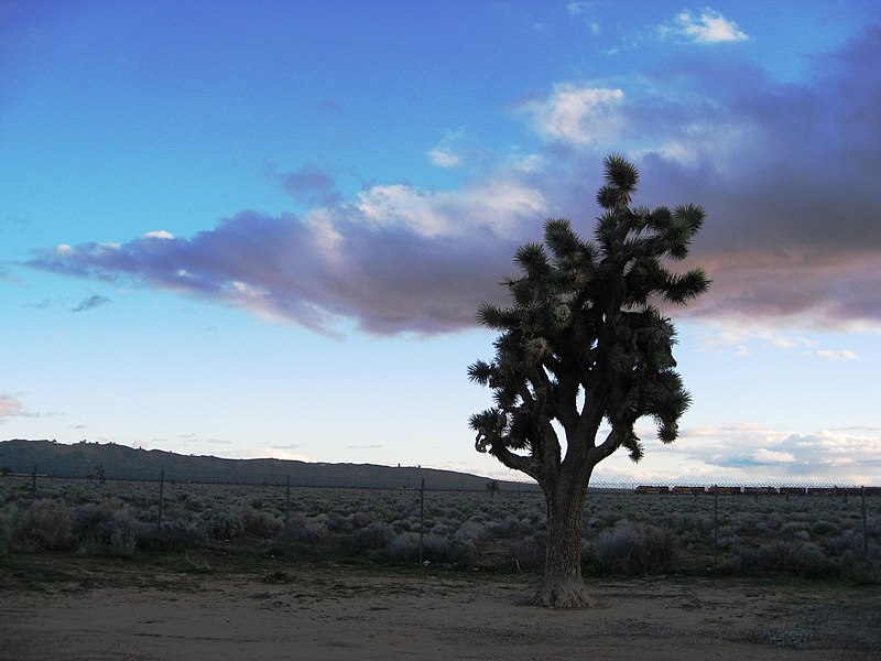 File:Our first Joshua Tree - Flickr - brewbooks.jpg