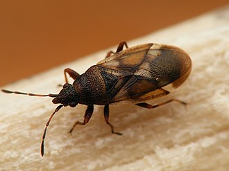 Oxycarenus modestus Oxycarenus modestus - KierscheWieden20150308 37.jpg