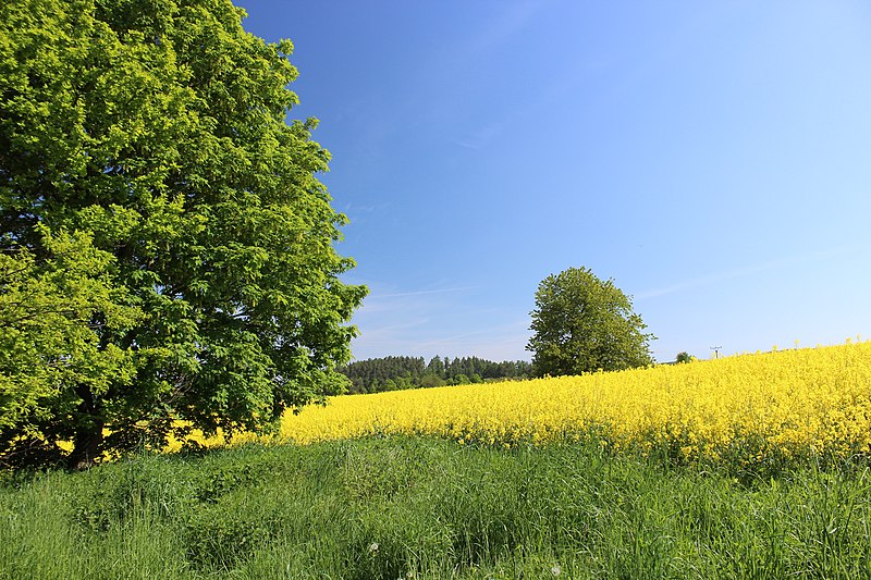 File:Přírodní památka Vrškámen. Petrovice. (002).jpg