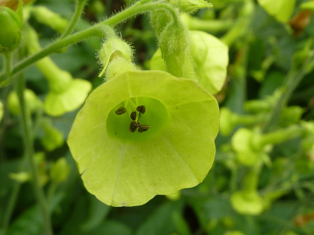 Nicotiana langsdorffii