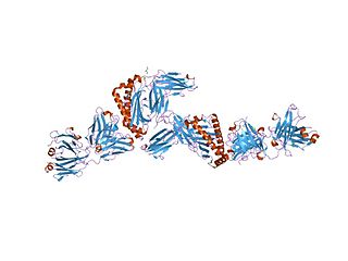 <span class="mw-page-title-main">MAGEA1</span> Mammalian protein found in Homo sapiens