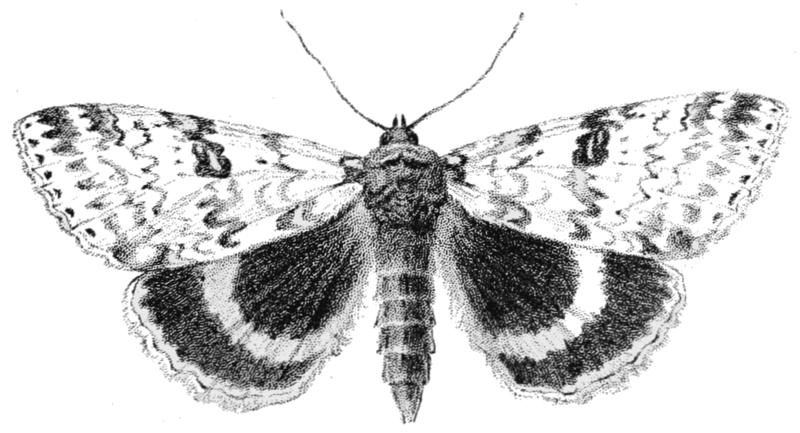 File:PSM V53 D683 Catocala moth in flight.png