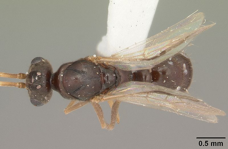 File:Pachycondyla stigma casent0104186 dorsal 1.jpg