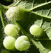 Galls of Pachypsylla celtidismamma on hackberry