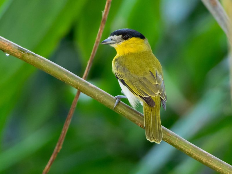 File:Pachyramphus xanthogenys Yellow-cheeked Becard; Rio Branco, Acre, Brazil.jpg
