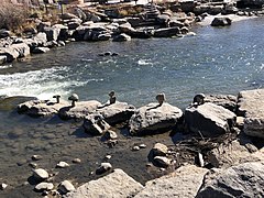 Pagosa Hot Springs, soaking pools on the San Juan River.jpg