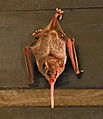 Pallas's long-tongued bat.jpg