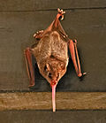 Thumbnail for Pallas's long-tongued bat