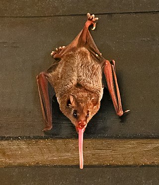 <span class="mw-page-title-main">Pallas's long-tongued bat</span> Species of bat