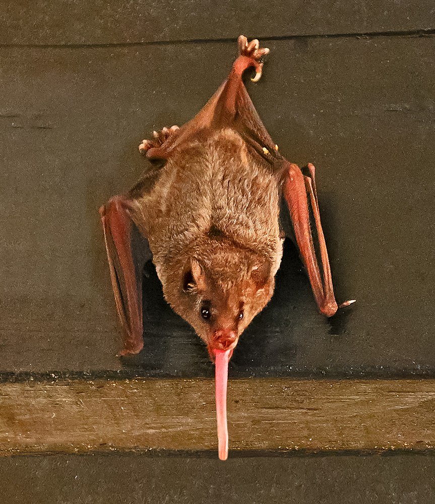 The average litter size of a Pallas's long-tongued bat is 1