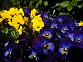 Viola-tricolor-hortensis