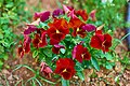 Pansy (Viola tricolor var. hortensis).