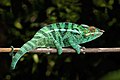 73 Panther chameleon (Furcifer pardalis) male Nosy Be uploaded by Charlesjsharp, nominated by Boothsift
