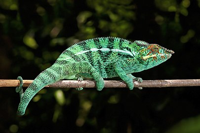 Nosy Be panther chameleon Furcifer pardalis ♂ Madagascar