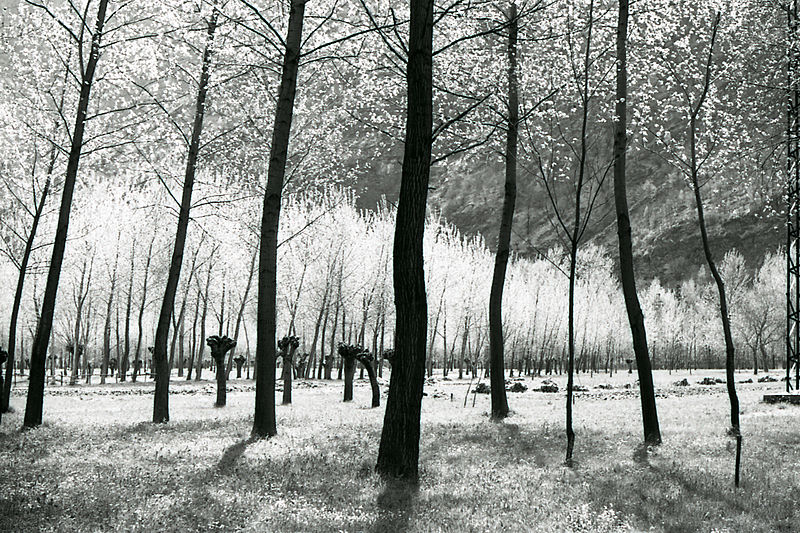 File:Paolo Monti - Serie fotografica (Anzola d'Ossola, 1966) - BEIC 6329040.jpg