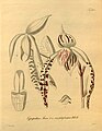 Paphiopedilum stonei (as syn. Cypripedium stonei) plate 161 in: H. G. Reichenbach: Xenia orchidacea - vol. 2 (1874)