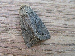 <i>Fissipunctia ypsillon</i> Species of moth