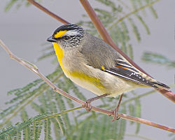 Pardalotus striatus - Risdon Brook.jpg