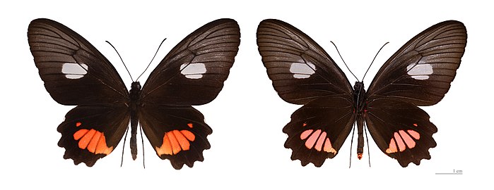   Museum specimen ♂ Both side